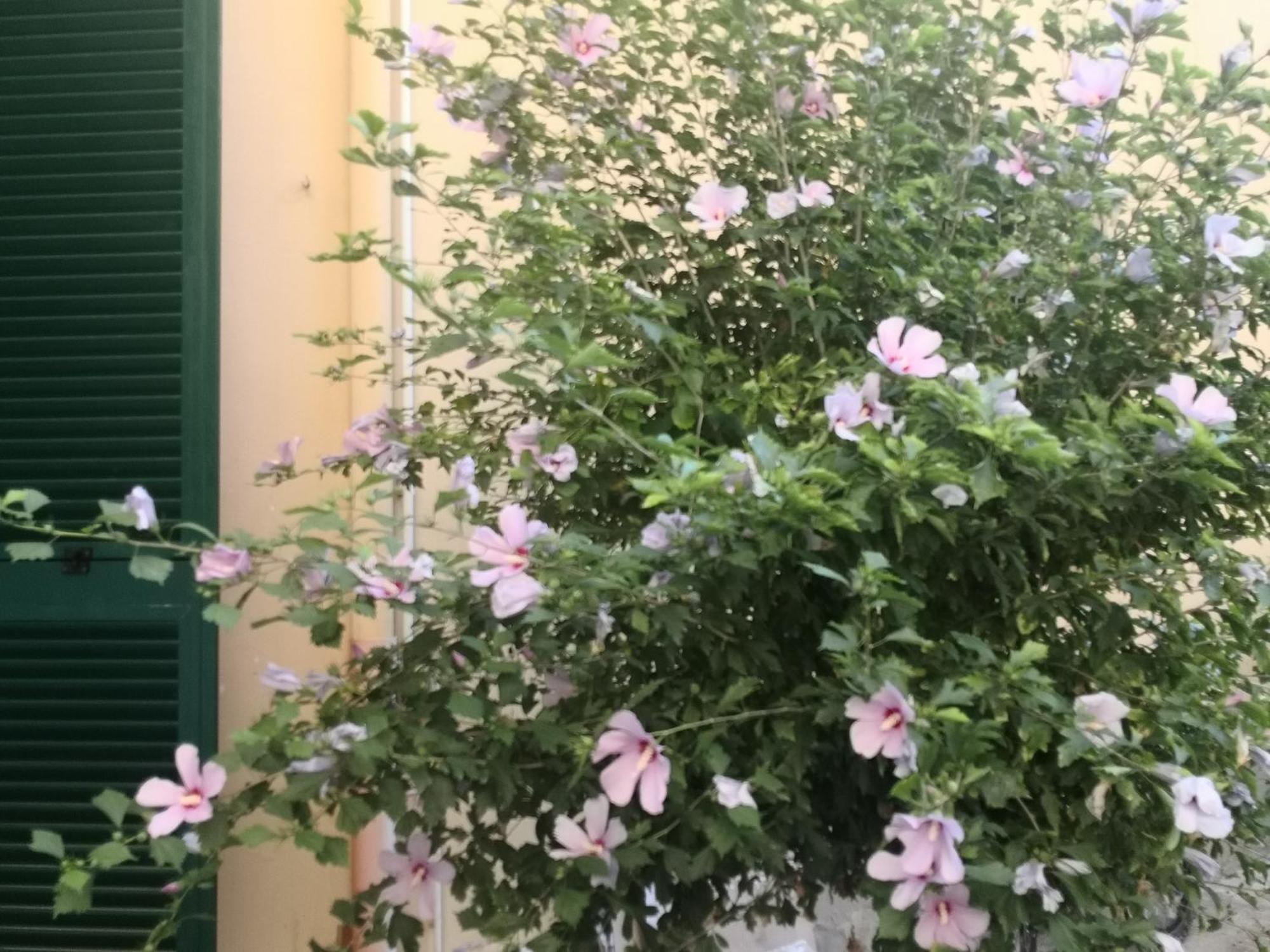 Green Home Πίζα Εξωτερικό φωτογραφία
